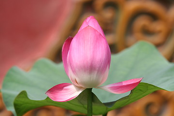 Image showing Lotus flower