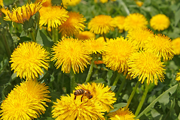 Image showing Dandelion flowers in sunlight