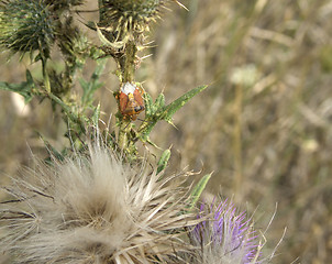 Image showing stink bug on thistle