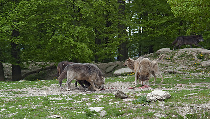 Image showing pack of wolves at feed