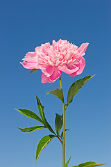 Image showing Pink peony flower