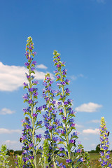 Image showing Group of flowering plants