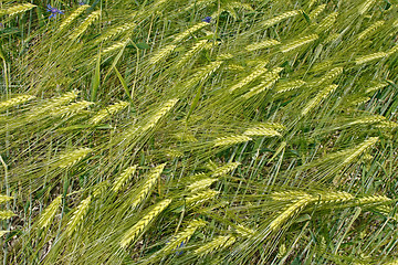 Image showing Green barley ears