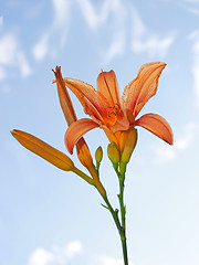 Image showing Lily flower