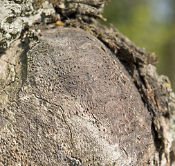 Image showing abstract wood detail