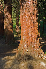Image showing sunny illuminated redwood stem
