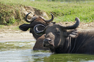 Image showing African Buffalos in sunny ambiance