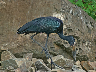 Image showing African Openbill in stony back