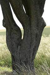 Image showing adnate old tree trunk