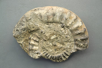 Image showing fossil fragment