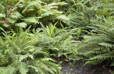 Image showing fern plants