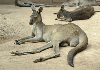 Image showing kangaroos