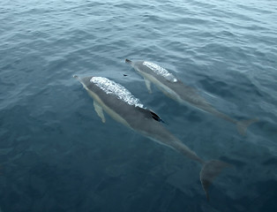 Image showing rising up dolphins