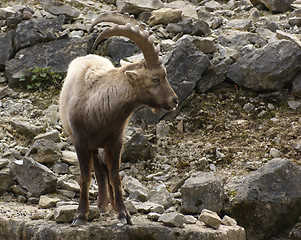 Image showing Alpine Ibex in stony back