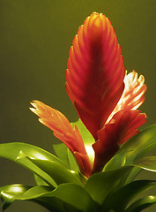 Image showing red bromeliad