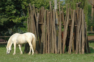 Image showing White horse and trees