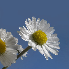 Image showing wet daisy flower closeup