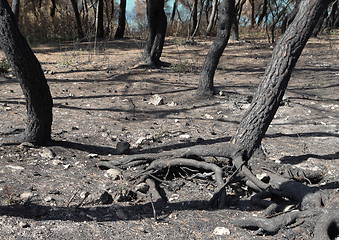 Image showing arid forest ground