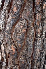 Image showing burnt clefty bark detail
