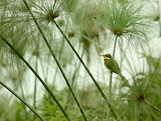 Image showing little Bee-eater and Papyrus plants