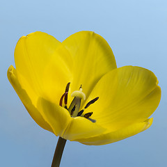 Image showing yellow tulip flower