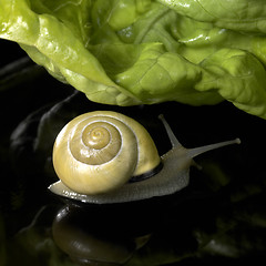 Image showing yellow Grove snail and salad