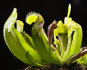 Image showing carnivorous plants