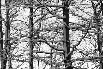 Image showing twigs and snow