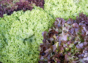 Image showing red and green lettuce background