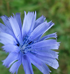 Image showing blue Chicory flower