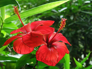 Image showing red tropical flowers