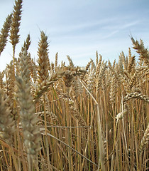 Image showing wheat detail at summer time