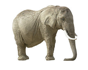 Image showing african elephant
