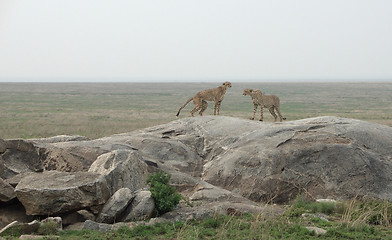 Image showing Cheetahs on a stone