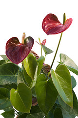 Image showing red Flamingo Flower in white back