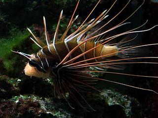 Image showing orange and white Lionfish