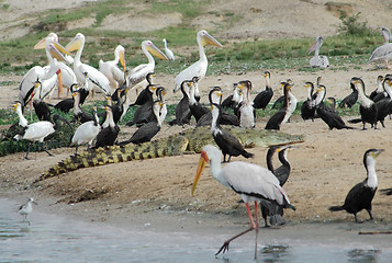 Image showing lots of african birds riverside