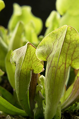 Image showing carnivorous plant detail