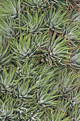 Image showing abstract succulent plants