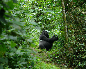 Image showing Gorilla in the african jungle