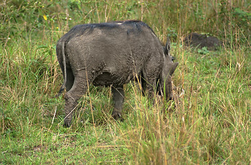 Image showing Warthog in Africa