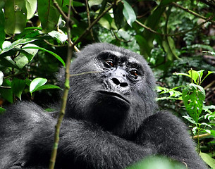Image showing Gorilla portrait