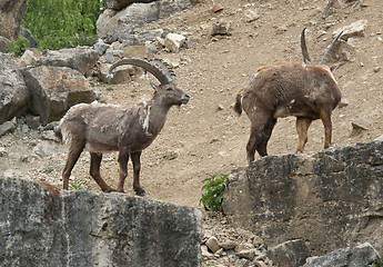 Image showing Alpine Ibex in stony ambiance