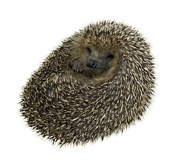 Image showing rolled-up hedgehog in white back