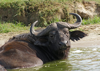 Image showing African Buffalo in Uganda