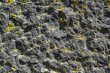 Image showing lichen on rough stone