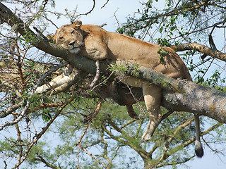 Image showing Lion resting on a tree