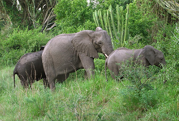 Image showing Elephant family in green vegetation