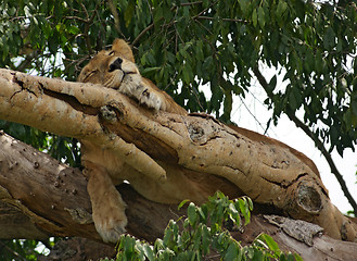 Image showing Lion in Uganda