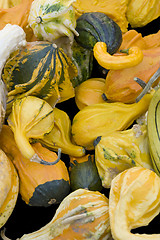 Image showing lots of various curcurbits